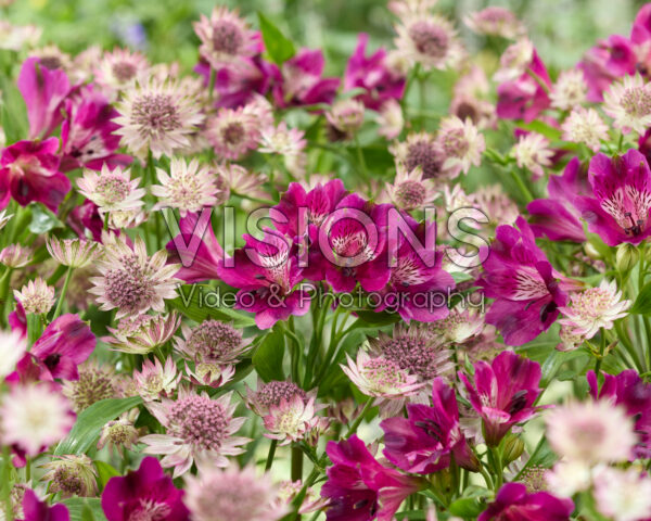 Astrantia major Roma, Alstroemeria Astrantia major Roma, Alstroemeria