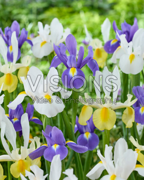 Iris hollandica mix