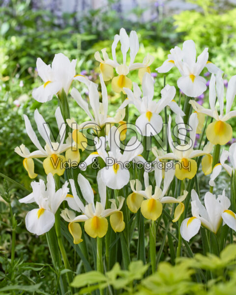 Iris Apollo, White Magic