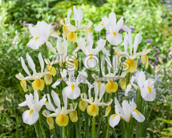 Iris Apollo, White Magic