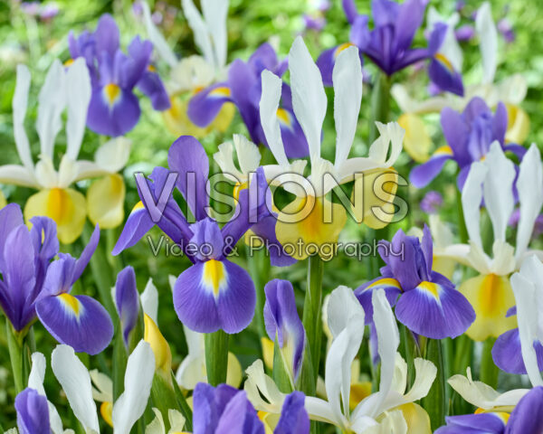 Iris Apollo, Blue Magic