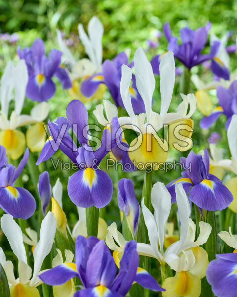 Iris Apollo, Blue Magic