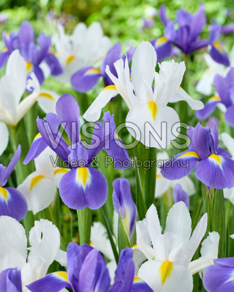 Iris White Magic, Blue Magic