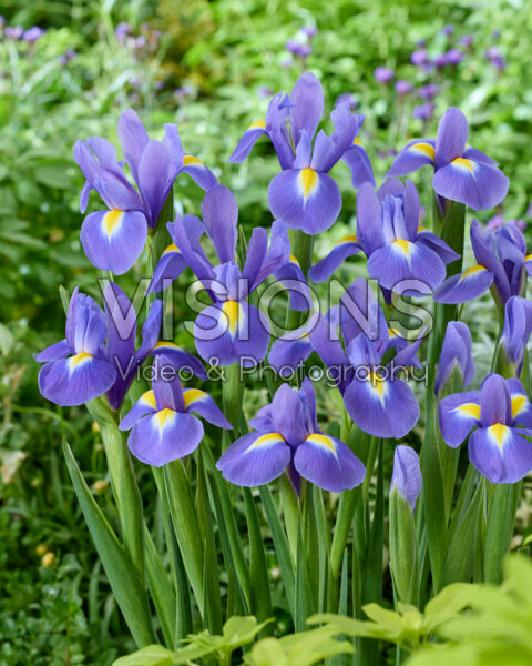 Iris Blue Magic