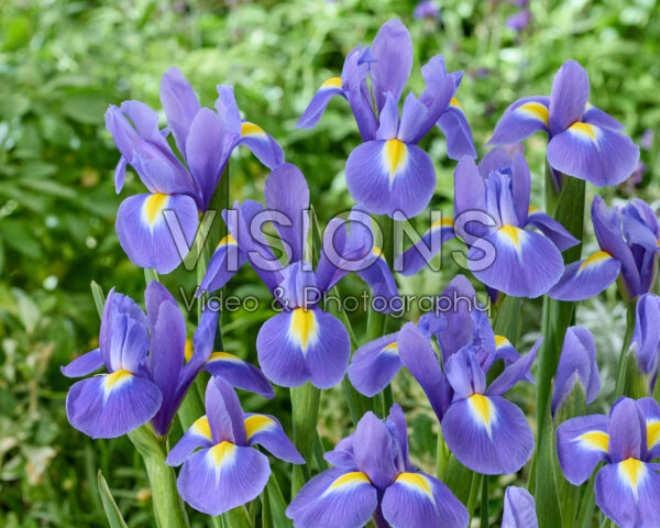 Iris Blue Magic Iris Blue Magic
