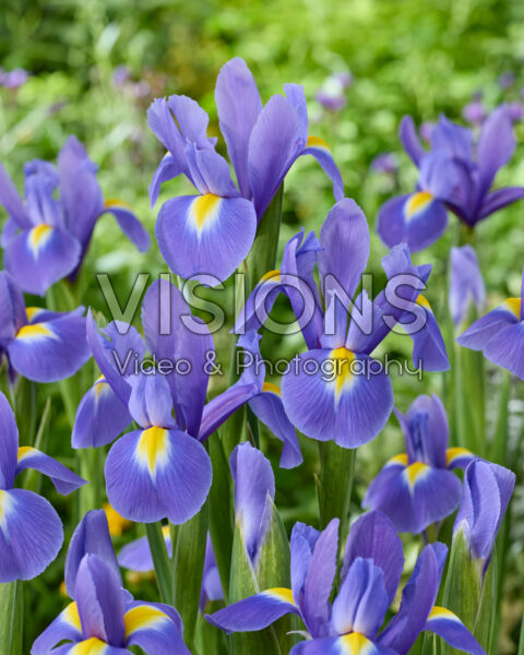 Iris Blue Magic