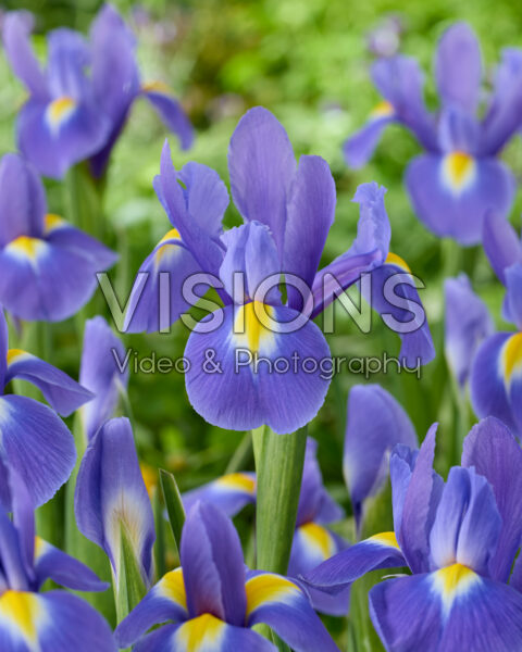 Iris Blue Magic
