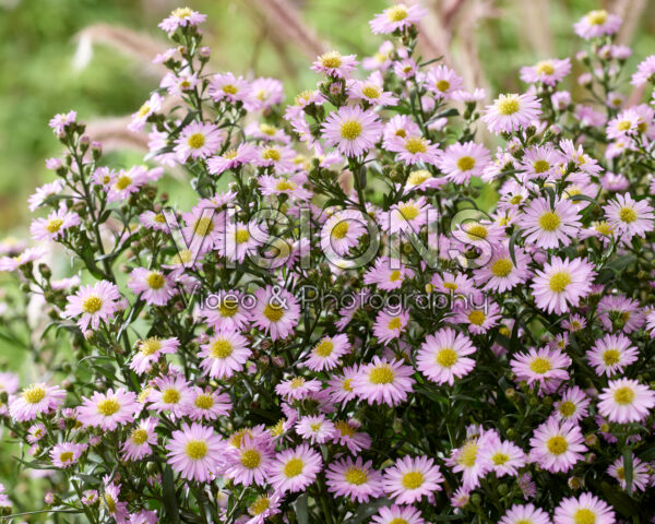 Aster Painted Lady Aster Painted Lady