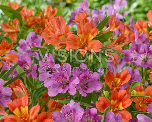 Alstroemeria combinatie