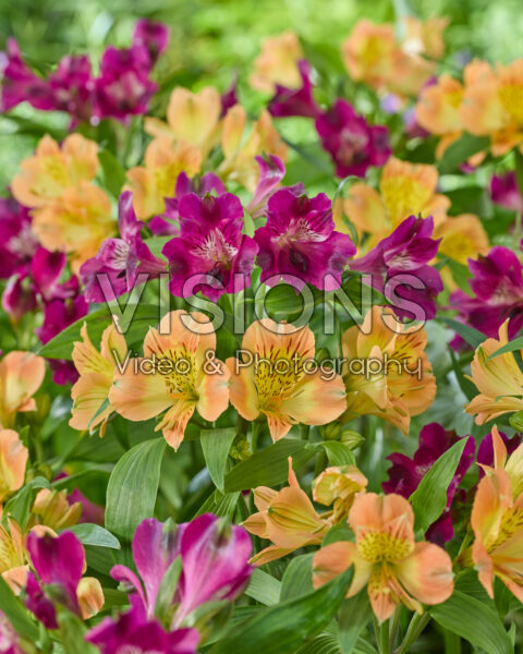 Alstroemeria combination