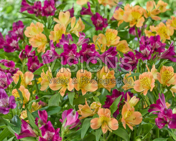 Alstroemeria combination
