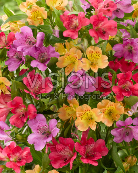 Alstroemeria mix Alstroemeria mix