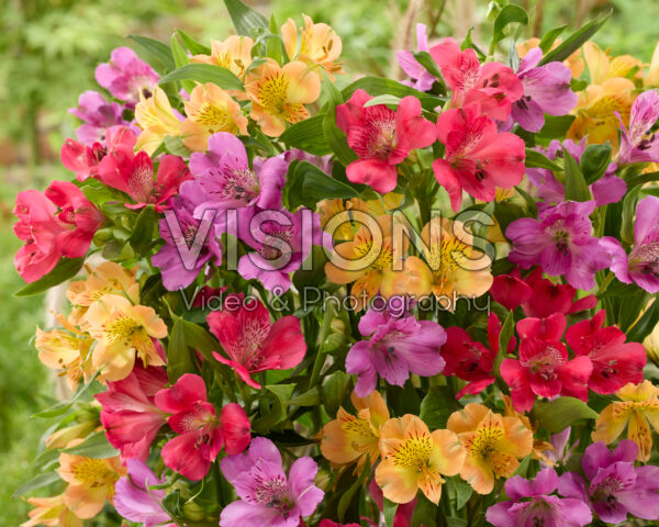 Alstroemeria mix