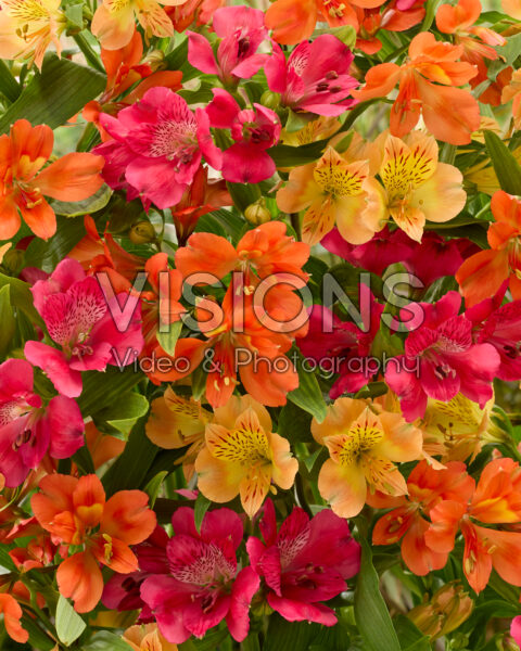 Alstroemeria mix