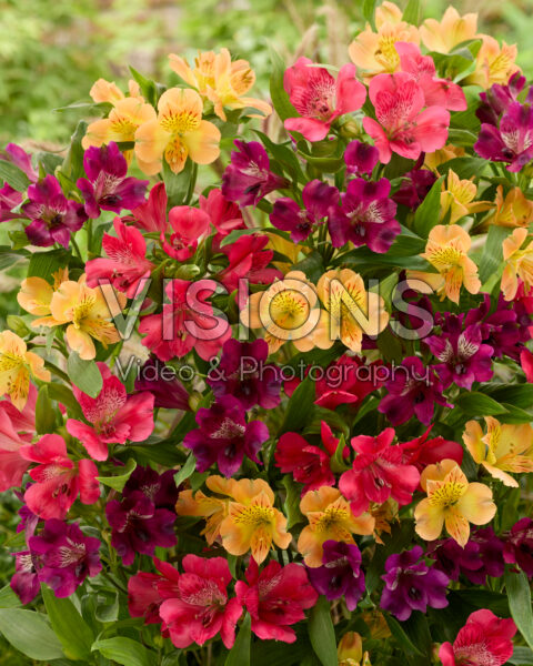 Alstroemeria gemengd Alstroemeria gemengd