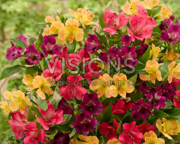Alstroemeria mix