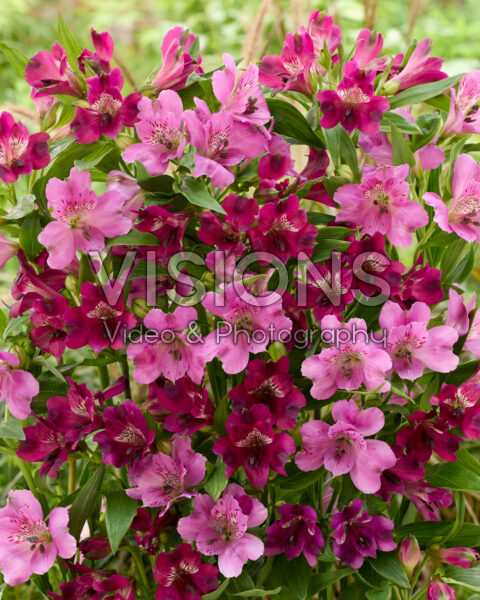 Alstroemeria combinatie