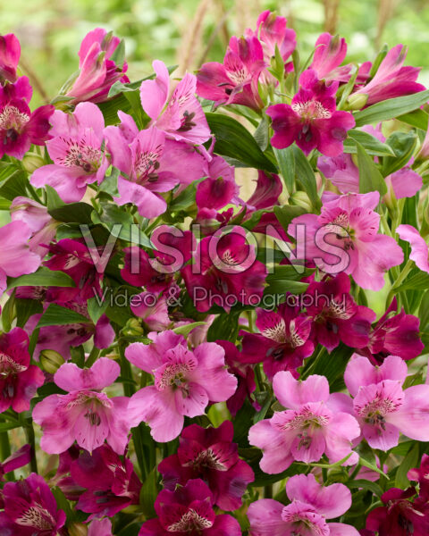 Alstroemeria combination