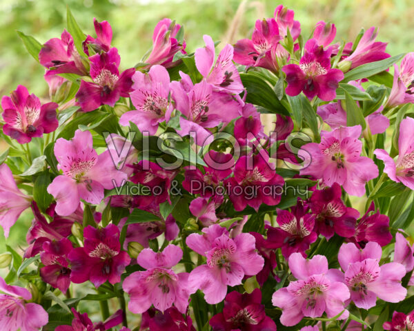 Alstroemeria combinatie