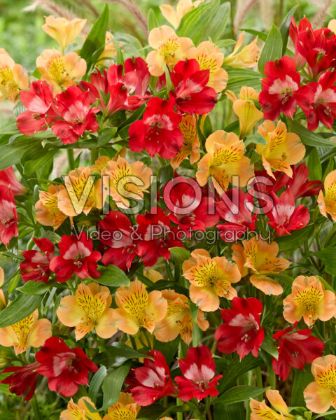Alstroemeria combinatie