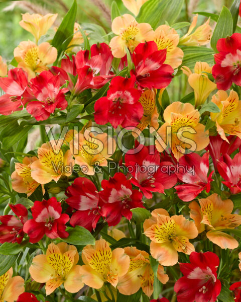 Alstroemeria combinatie Alstroemeria combinatie
