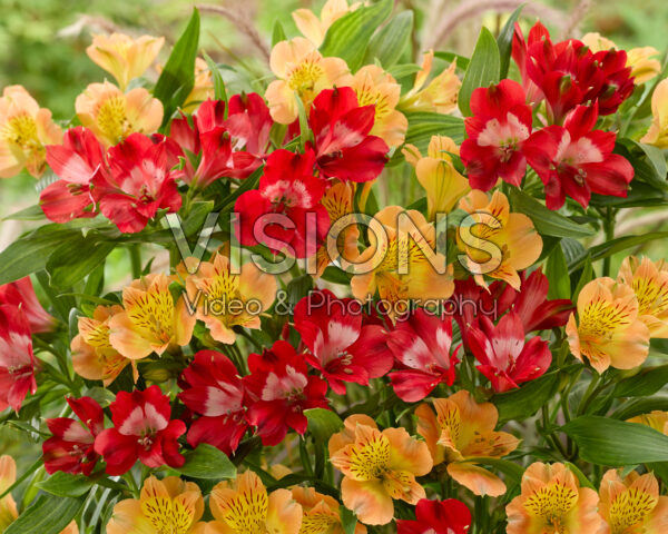 Alstroemeria combinatie