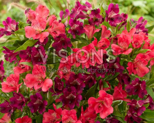 Alstroemeria combinatie