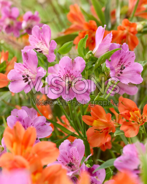 Alstroemeria combination