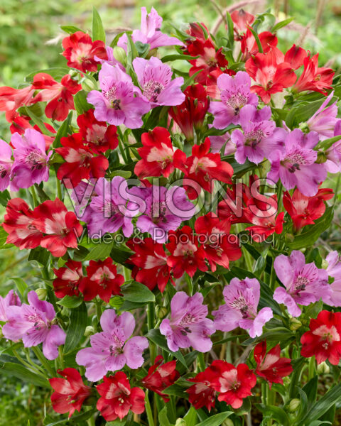 Alstroemeria combinatie
