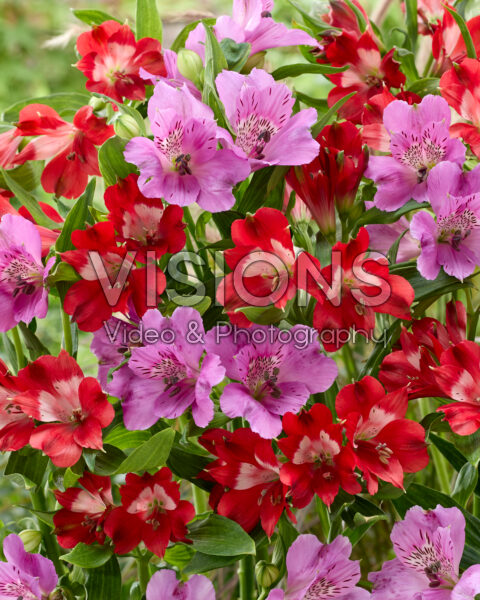 Alstroemeria combinatie