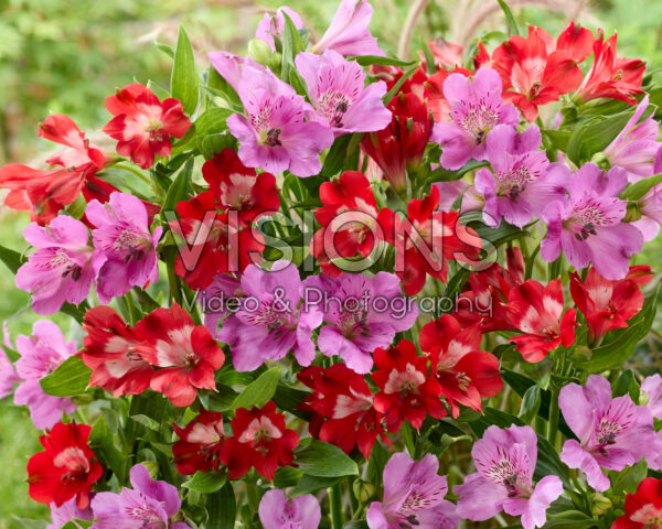 Alstroemeria combinatie