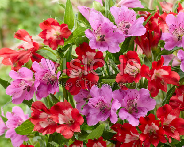 Alstroemeria combinatie
