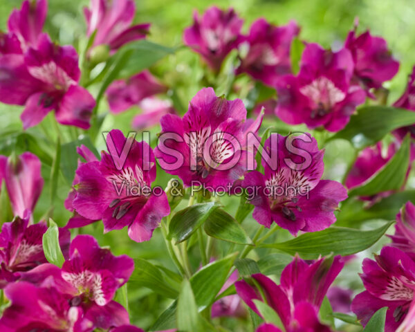 Alstroemeria purple Alstroemeria purple