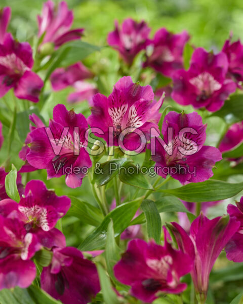 Alstroemeria purple