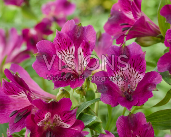 Alstroemeria paars