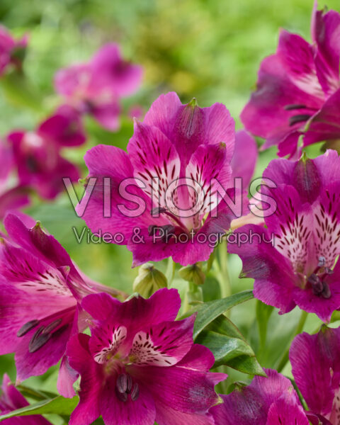 Alstroemeria paars