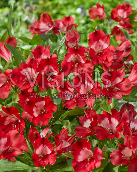 Alstroemeria red Alstroemeria red