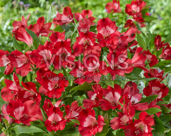 Alstroemeria red