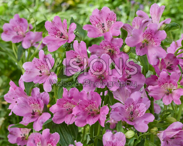Alstroemeria lila