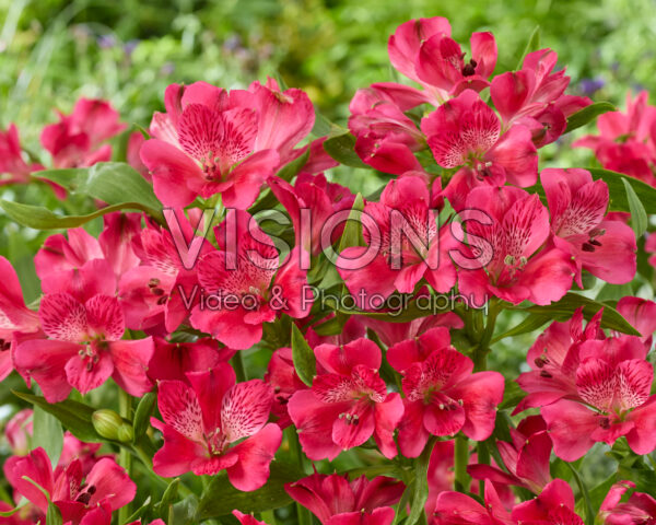 Alstroemeria rozeAlstroemeria magenta