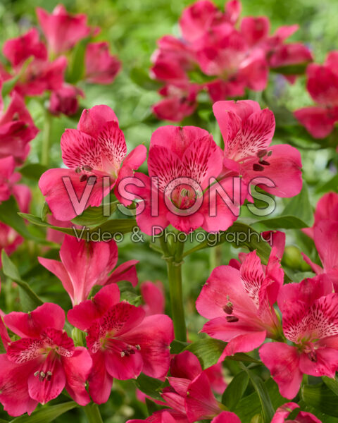 Alstroemeria rozeAlstroemeria magenta Alstroemeria rozeAlstroemeria magenta