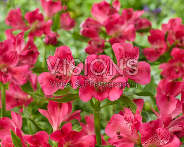 Alstroemeria rozeAlstroemeria magenta
