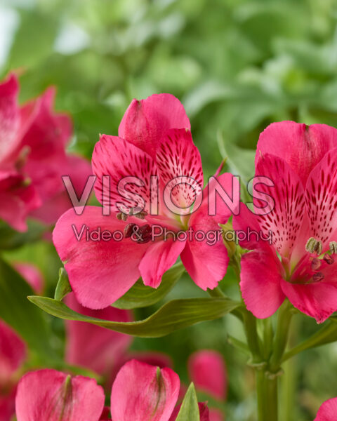 Alstroemeria rozeAlstroemeria magenta