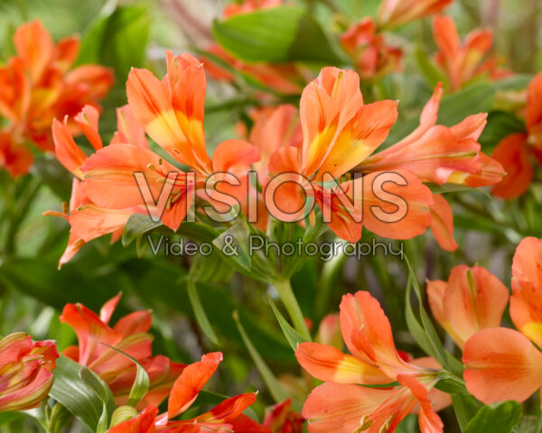 Alstroemeria orange