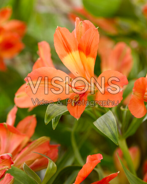 Alstroemeria orange Alstroemeria orange