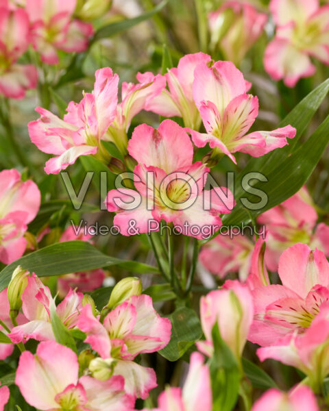 Alstroemeria tweekleurig
