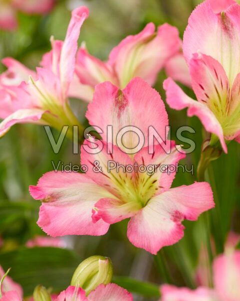 Alstroemeria bicolour