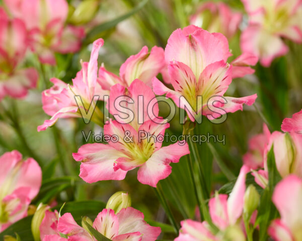 Alstroemeria bicolour Alstroemeria bicolour