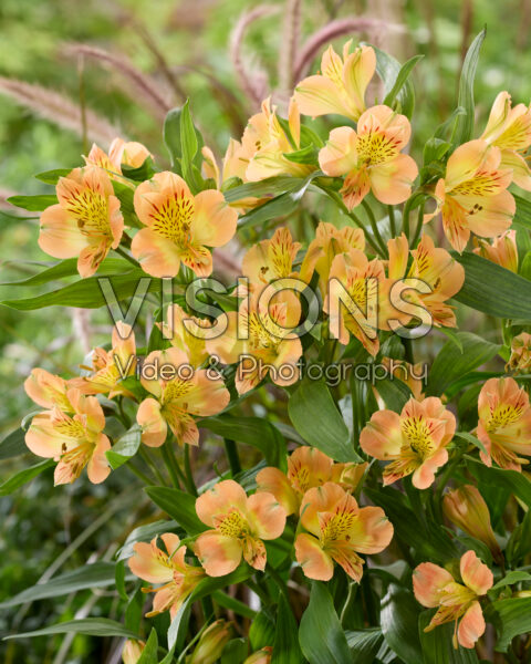 Alstroemeria geel Alstroemeria geel