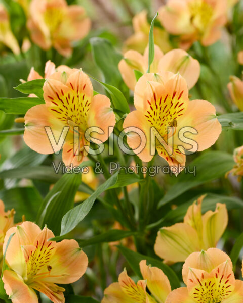 Alstroemeria yellow